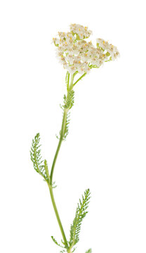 White yarrow flowers with green foliage isolated on white background. Achillea millefolium. Medicinal herb.