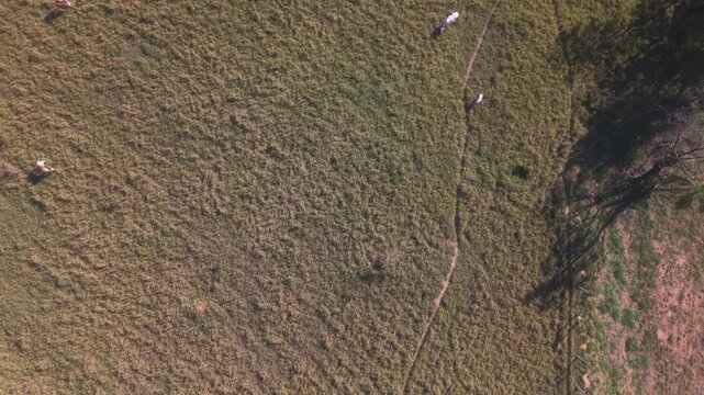 Aerial view of cattle grazing in a green pasture with rolling hills and scattered trees in the countryside of Brazil