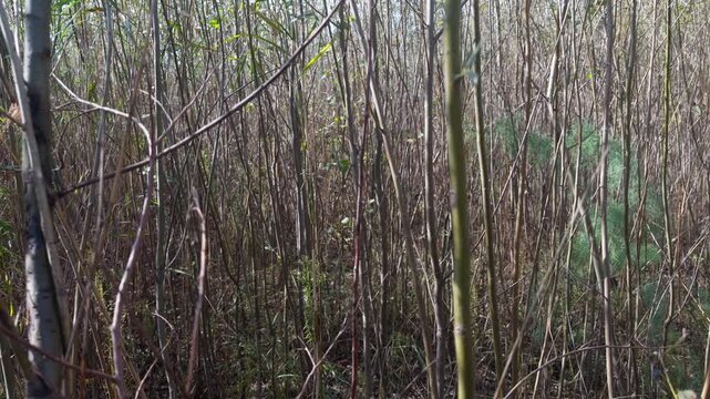 Dense thickets of shrubs and tall stems form an impenetrable thicket