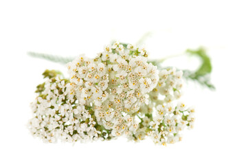 White yarrow flowers with green foliage isolated on white background. Achillea millefolium. Medicinal herb. © vandycandy