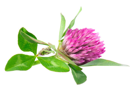 Clover flowers isolated on white background. Pink clover on a stem with green leaves. Medicinal herb.