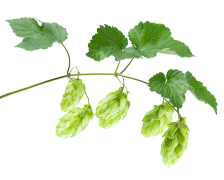 Fresh green hop branch isolated on white background. Hop cones. Beer brewing ingredient.