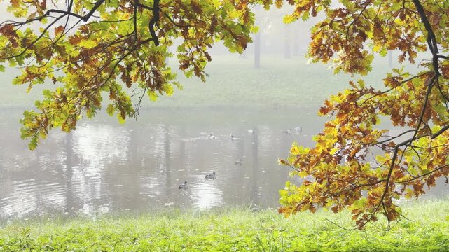 Oak branches hang over a misty pond in Catherine Park, Pushkin, Saint Petersburg. Ducks swim calmly in the soft water. The quiet autumn scene brings a serene and peaceful mood.