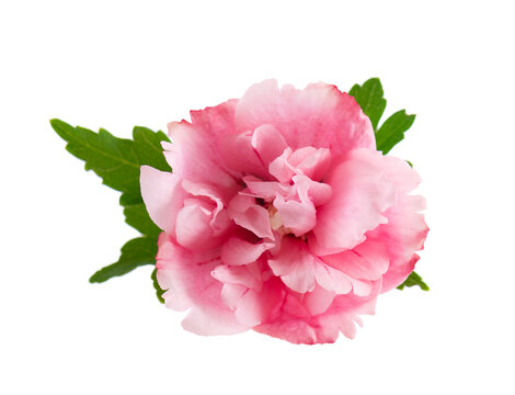 Pink double hibiscus flowers with green leaves isolated on white background. Hibiscus rosa-sinensis.