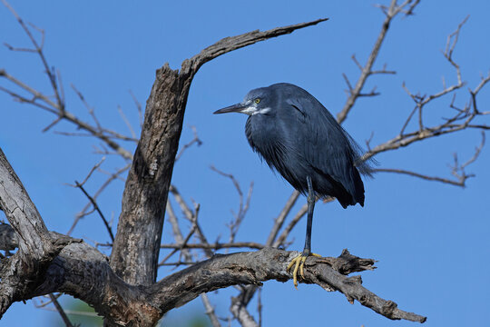 Western reef heron (Egretta gularis)