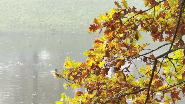 Oak branches reach over misty water in Catherine Park, Pushkin, Saint Petersburg. Ducks swim quietly in the background. The autumn view brings a peaceful and serene feeling.