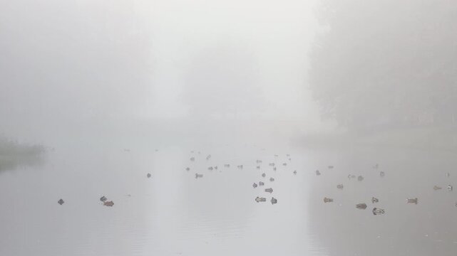 Ducks swim on a calm lake in Catherine Park, Pushkin, Saint Petersburg. Dense fog hides the distant trees on a quiet morning. The soft mist creates a serene and mysterious mood.