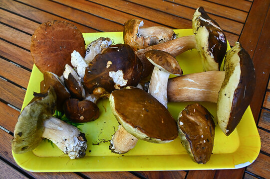 Des champignons bolets entiers en tas sur un plateau