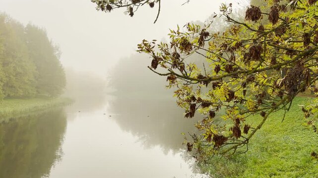 Tree branches extend over a misty pond. Thick fog creates a peaceful mood in the quiet autumn air. This tranquil scene is Catherine Park, Pushkin, Saint Petersburg.