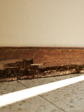Weathered timber skirting board with termite damage and mud tubes beside terrazzo floor