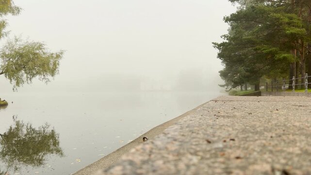A small bird stands on a stone embankment by a misty lake. Soft fog creates a peaceful and calm feeling. Catherine Park, Pushkin, Saint Petersburg looks serene in autumn.