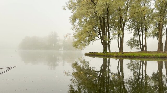 Tall trees stand gracefully on a bank, reflecting in calm lake water. A peaceful fog creates a serene mood in Catherine Park, Pushkin, Saint Petersburg.