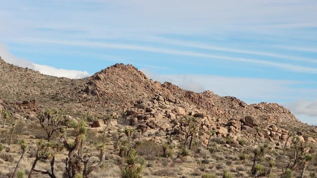 Joshua Tree Woodland is a plant community composed predominantly of Yucca Brevifolia, and can be found in arid locales such as the Little San Bernardino Mountains, Southern Mojave Desert.