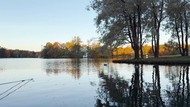 Tall autumn trees mirror off calm waters in Catherine Park, Pushkin, Saint Petersburg. Ducks swim gently, creating a serene, peaceful mood.