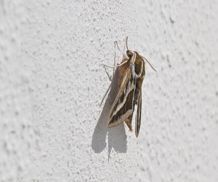 Wolfsmilchschw&auml;rmer (Hyles euphorbiae)