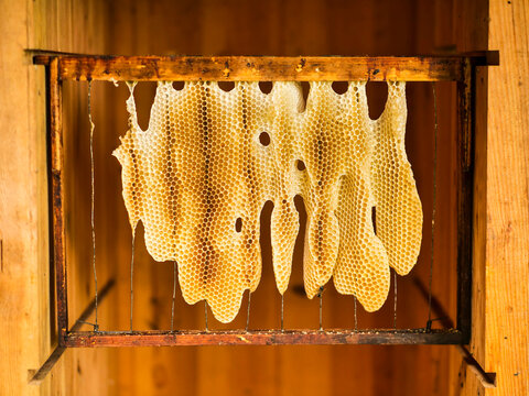 Honeycomb odd shape on a wooden frame. Production of fine organic product. Agriculture industry.