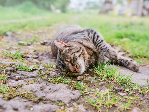 Country farm grey cat on a ground. Lovely pet living in nature setting. Wild predator.