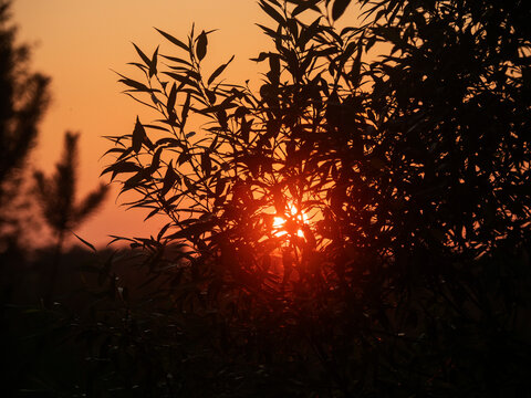 Sunset through silhouetted branches of shrubs. Warm orange glow behind dark foliage. Nature scene with soft backlighting. Tranquil outdoor moment at dusk. Clear summer sky with a hint of a cloud.