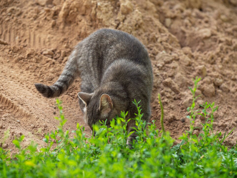 Tabby cat noses green plants near sandy earth. Focused and curious, cat explores ground. Image suits nature, wildlife, or animal-themed projects. Perfect for environmental or pet-related content