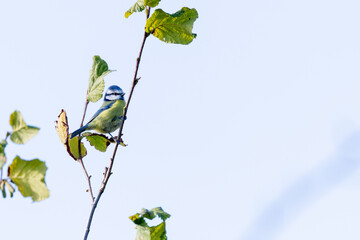 Adult blue tit on a leafy twig © fluffandshutter