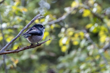 Adult long-tailed tit perched on a branch © fluffandshutter