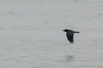 Adult rook in flight carrying food © fluffandshutter