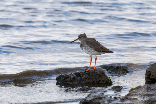 Common redshank on a shoreline rock
