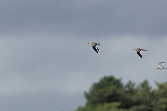 Common redshanks in flight
