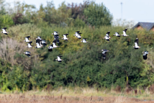 Flock of northern lapwings in flight