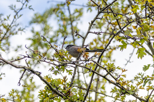 Long-tailed tit perched in a hawthorn tree