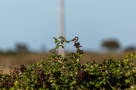 Long-tailed tit on a bramble with blackberries
