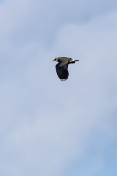 Northern lapwing in flight from below