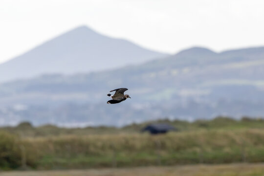 Northern lapwing in flight over Bull Island