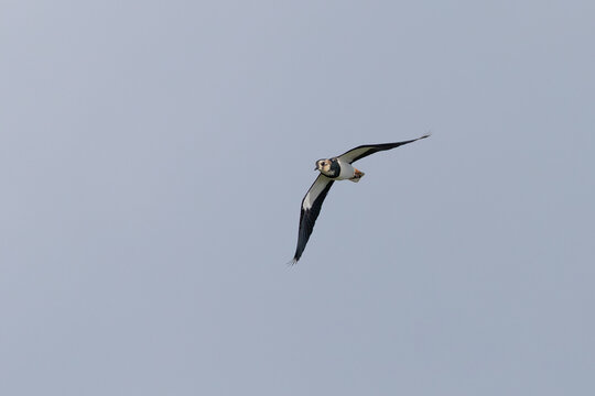 Northern lapwing in flight showing its crest