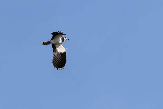 Northern lapwing in flight