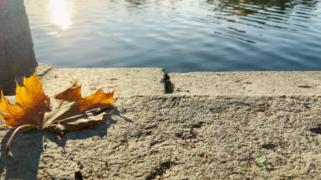 A golden maple leaf rests on warm stone steps. Sunlight glistens gently over calm water. Feel peaceful autumn warmth at Catherine Park, Pushkin, Saint Petersburg.