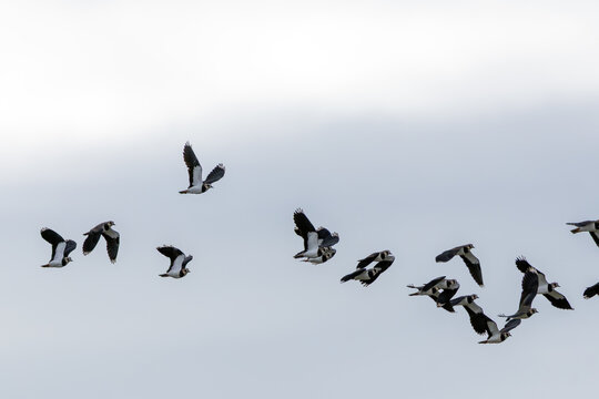 Northern lapwings flying in a group