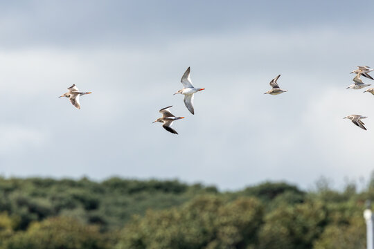 Flock of waders in flight with redshanks