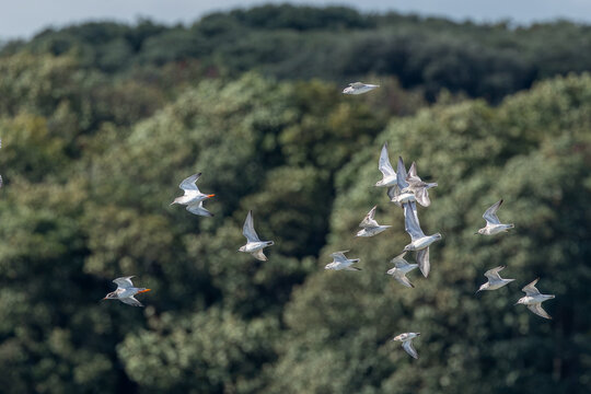 Wader flock in flight with redshanks