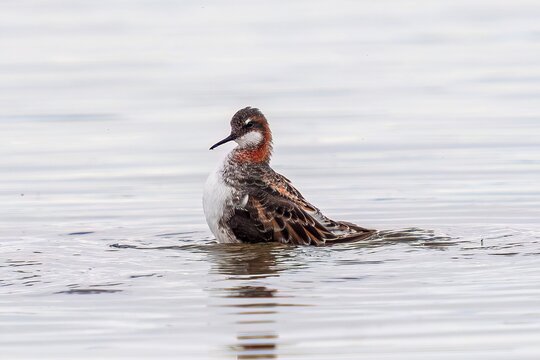 Close up portrait of a Red necked Phalarope raising out of the water during the Spring migration breeding season in Colorado.