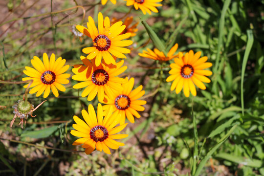 Bright Yellow and Orange African Daisies in Bloom