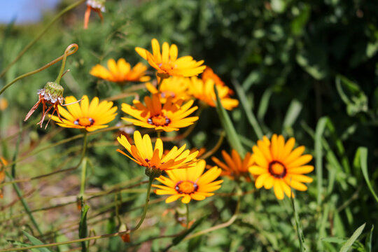 Golden Yellow African Daisy Flowers in Cape Town