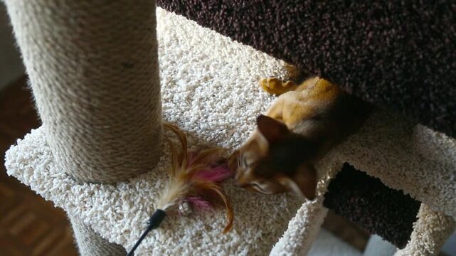 Playful Abyssinian kitten hunts feather teaser wand on carpeted cat tree, pouncing and grabbing pink feathers, indoor home scene, high angle view