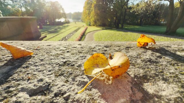 Golden leaves lie peacefully on a sunny stone wall. Warm autumn light illuminates the quiet garden. Experience serene joy at Catherine Park, Pushkin, Saint Petersburg.