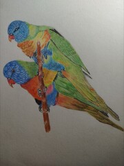 Hand drawn colorful parrot illustration © Branka