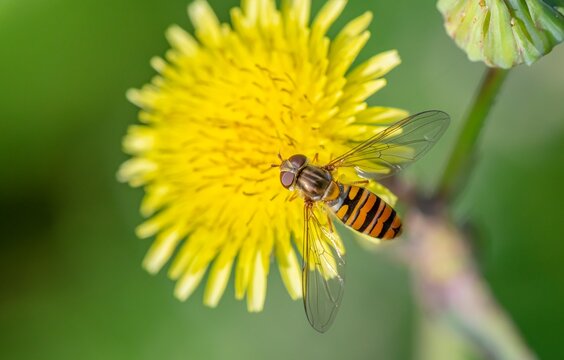 Detailed top view macro shot of a marmalade hoverfly (Episyrphus balteatus) gathering pollen on a vibrant yellow dandelion flower, shot in Diyarbakir, Turkey.