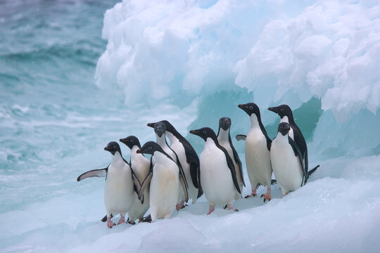 A group of Adelie penguins on an iceberg near Antarctica