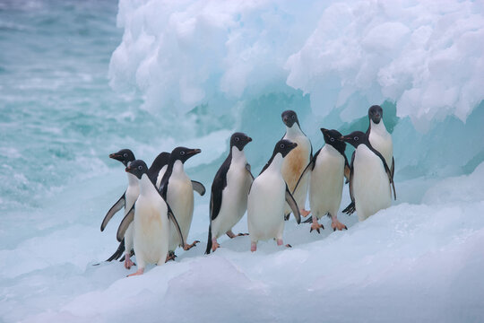 A group of Adelie penguins on an iceberg near Antarctica