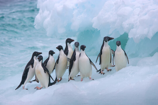 A group of Adelie penguins on an iceberg near Antarctica