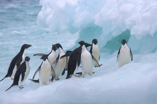 A group of Adelie penguins on an iceberg near Antarctica